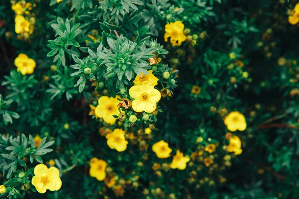 Garden yellow flowers background — Stock Photo, Image
