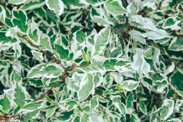 Exuberante follaje anfitrión con bordes blancos en el jardín. Euonymus japonica Fotos De Stock Sin Royalties Gratis