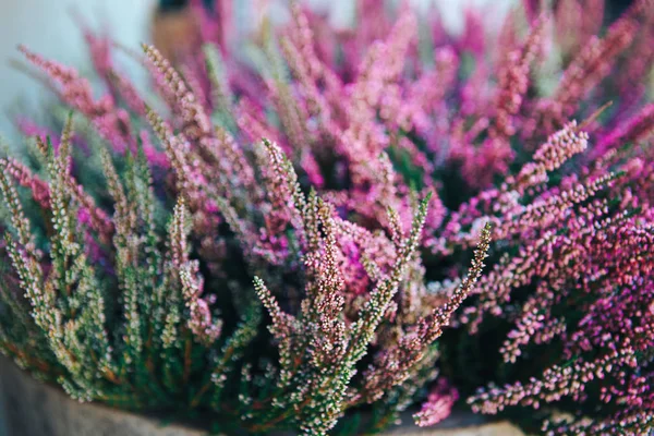 Mexikanischer Buschsalbei salvia leucantha blüht. lange lila Blume im Garten — Stockfoto