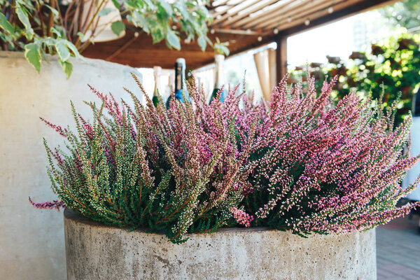 Мексиканский Буш Сейдж Сальвия Леуканта цветы. Длинный пурпурный цветок в саду
