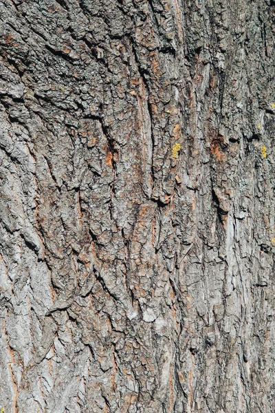 Tree Bark Texture Background Tree Bark Background Close — Stock Photo, Image