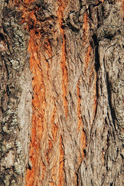 Tree bark texture background. Tree bark background. Close-up — Stock Photo, Image