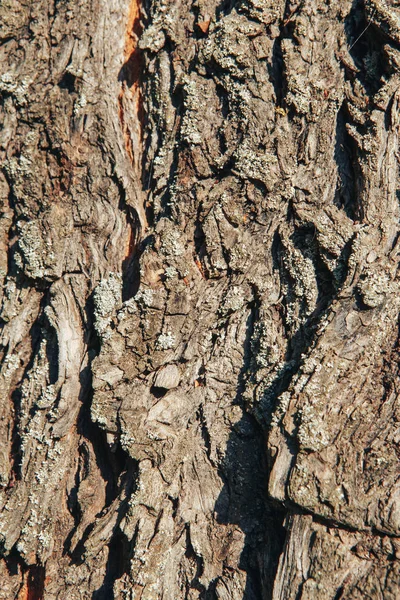 Tree bark texture background. Tree bark background. Close-up — Stock Photo, Image