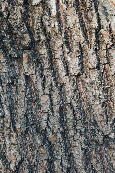 Tree bark texture background. Tree bark background. Close-up — Stock Photo, Image