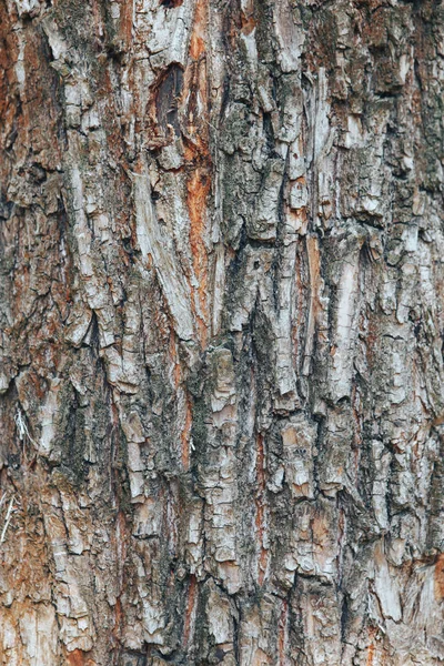 Tree bark texture background. Tree bark background. Close-up — Stock Photo, Image