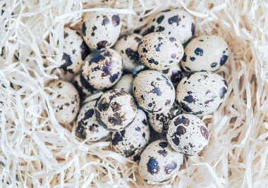 Bıldırcın yumurta yuvada. ahşap yün yuva 