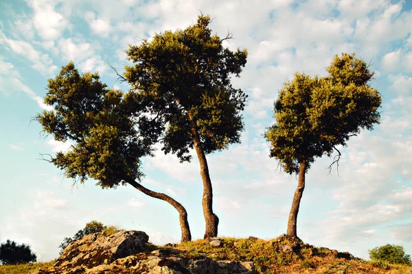 Tre Ekar Tree Isolerad Vit Bakgrund — Stockfoto