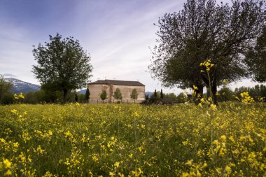 Bahar manzara. Sarı çiçekler, mavi gökyüzü