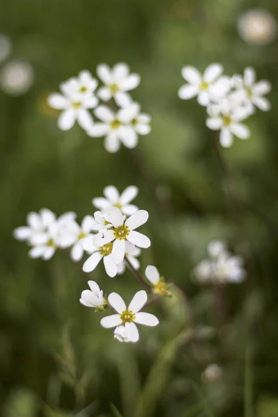 ดอกไม าในฤด ใบไม การถ ายภาพรายละเอ ยดของธรรมชาต — ภาพถ่ายสต็อก