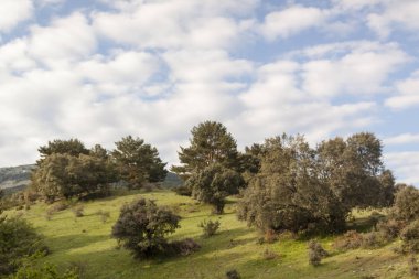 Orman parça, dağ yolları. Sierra de Guadarrama Milli Parkı, Segovia. İspanya