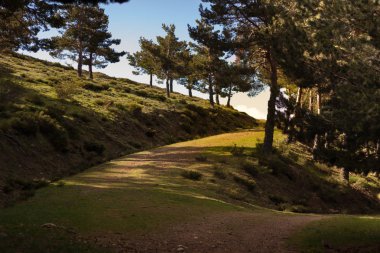 Orman parça, dağ yolları. Sierra de Guadarrama Milli Parkı, Segovia. İspanya