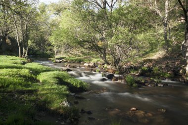 La Granja de San Ildefonso 'daki River Cambrones. Segovia, Sierra de Guadarrama Ulusal Parkı, İspanya