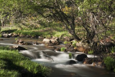 La Granja de San Ildefonso 'daki River Cambrones. Segovia, Sierra de Guadarrama Ulusal Parkı, İspanya
