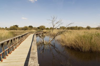 Ciudad Real Daimiel tablolarda. Lagün ahşap geçit, mavi gökyüzü ile. Doğal Park Castilla la Mancha. İspanya, Europe