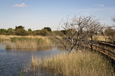 Ciudad Real Daimiel tablolarda. Lagün ahşap geçit, mavi gökyüzü ile. Doğal Park Castilla la Mancha. İspanya, Europe