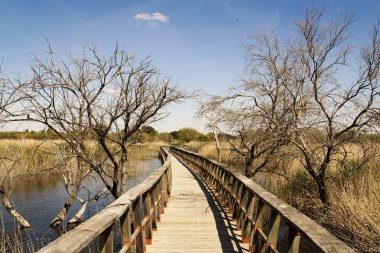 Ciudad Real Daimiel tablolarda. Lagün ahşap geçit, mavi gökyüzü ile. Doğal Park Castilla la Mancha. İspanya, Europe
