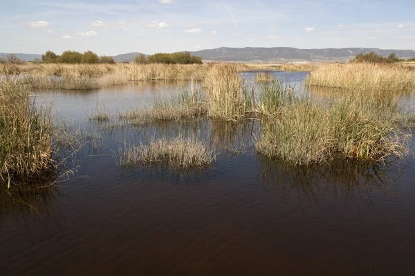 Ciudad Real Daimiel tablolarda. Lagün ahşap geçit, mavi gökyüzü ile. Doğal Park Castilla la Mancha. İspanya, Europe