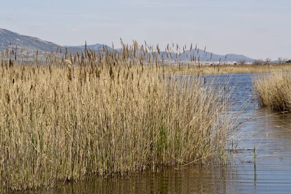 Ciudad Real Daimiel tablolarda. Lagün ahşap geçit, mavi gökyüzü ile. Doğal Park Castilla la Mancha. İspanya, Europe