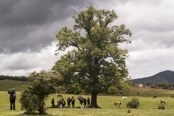 Bir çayır izole ağacında. Gezi içinde Sierra de Guadarrama Milli parkta Valsain, Segovia, İspanya
