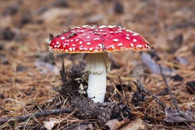 Mantar Amanita yaşam içinde. Amanita doğal zemin üzerine mantar, yakın çekim.