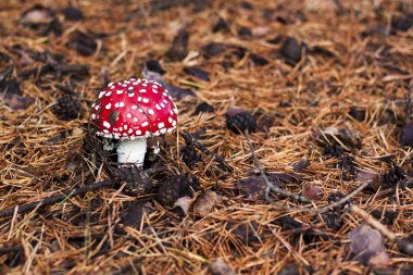 Mantar Amanita yaşam içinde. Amanita doğal zemin üzerine mantar, yakın çekim.
