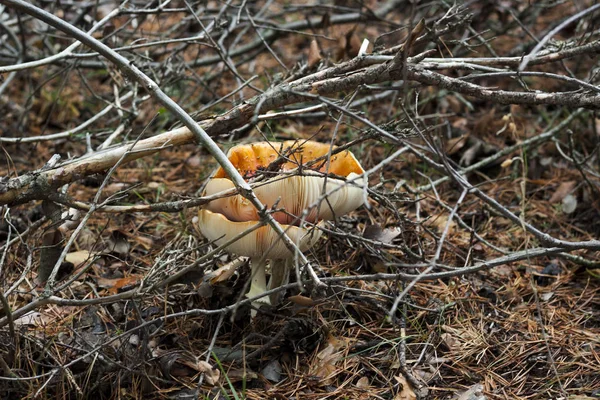 그것의 버섯입니다 클로즈업 — 스톡 사진