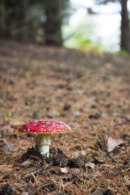 Mantar Amanita yaşam içinde. Amanita doğal zemin üzerine mantar, yakın çekim.