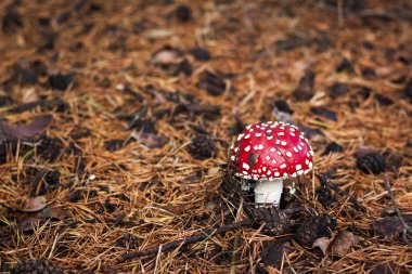 Mantar Amanita yaşam içinde. Amanita doğal zemin üzerine mantar, yakın çekim.