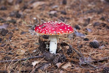 Mantar Amanita yaşam içinde. Amanita doğal zemin üzerine mantar, yakın çekim.