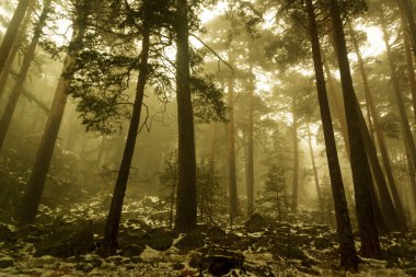 Sis ve sıcak ışık ile altın bir orman üzerinden yol. Çam ormanında kar var. Gizemli sahne