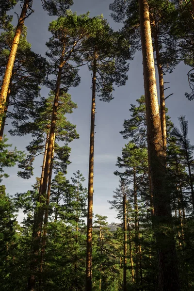 Borovice Lesní Holly Stromů Národním Parku Sierra Guagarrama Světelné Paprsky — Stock fotografie