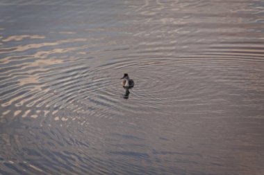 Su kuşu Somormujo. Manzanares el Real, Madrid rezervuar gün batımı. Sierra de Guadarrama Ulusal Parkı