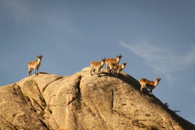 İspanya, La Pedriza 'da bir taşın üzerinde vahşi keçiler. Sierra de Guadarrama Ulusal Parkı 'ndaki kırsal ve dağ manzarası