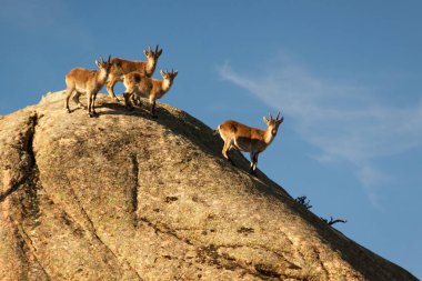 İspanya, La Pedriza 'da bir taşın üzerinde vahşi keçiler. Sierra de Guadarrama Ulusal Parkı 'ndaki kırsal ve dağ manzarası