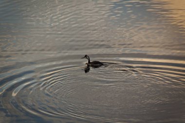 Su kuşu Somormujo. Manzanares el Real, Madrid rezervuar gün batımı. Sierra de Guadarrama Ulusal Parkı