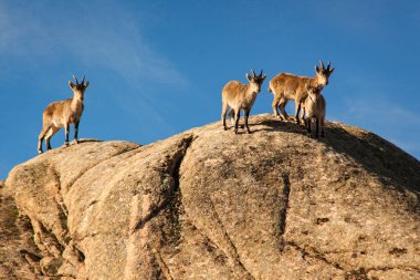 İspanya, La Pedriza 'da bir taşın üzerinde vahşi keçiler. Sierra de Guadarrama Ulusal Parkı 'ndaki kırsal ve dağ manzarası
