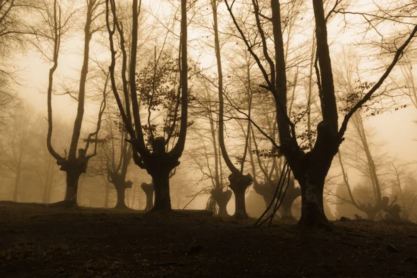 gorbea doğal parkta otzarreta ormanda renkli sonbahar, Bask ülke. İspanya