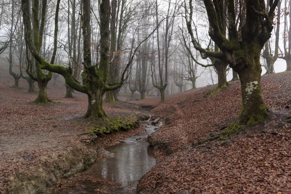 gorbea doğal parkta otzarreta ormanda renkli sonbahar, Bask ülke. İspanya