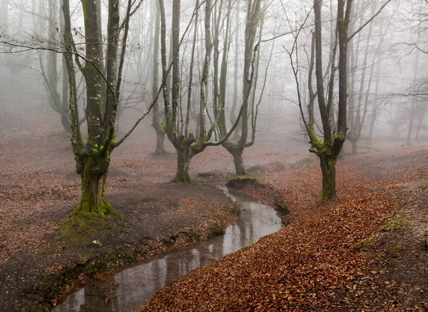 gorbea doğal parkta otzarreta ormanda renkli sonbahar, Bask ülke. İspanya
