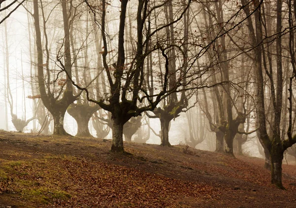 gorbea doğal parkta otzarreta ormanda renkli sonbahar, Bask ülke. İspanya