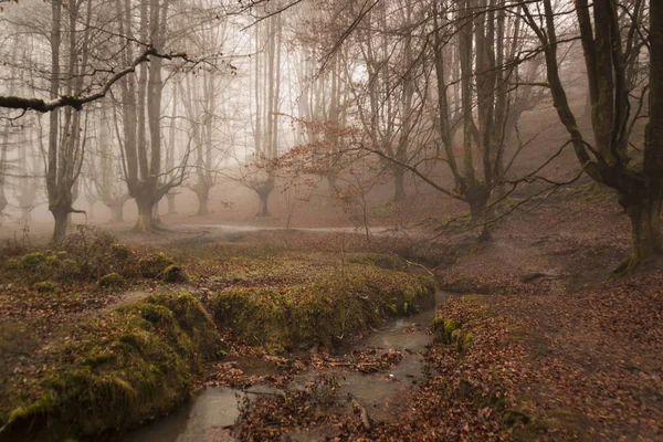 Automne Coloré Forêt Otzarreta Dans Parc Naturel Gorbea Pays Basque Photos De Stock Libres De Droits