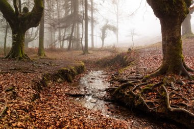 gorbea doğal parkta otzarreta ormanda renkli sonbahar, Bask ülke. İspanya
