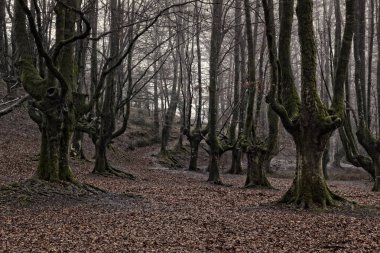 gorbea doğal parkta otzarreta ormanda renkli sonbahar, Bask ülke. İspanya