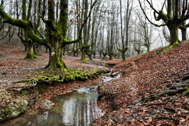 gorbea doğal parkta otzarreta ormanda renkli sonbahar, Bask ülke. İspanya