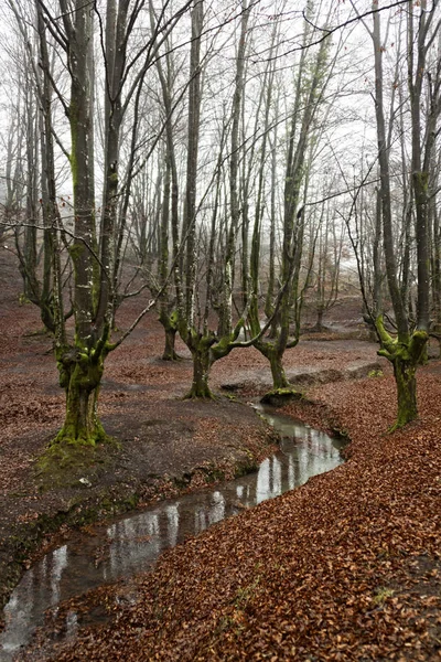 gorbea doğal parkta otzarreta ormanda renkli sonbahar, Bask ülke. İspanya