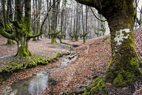gorbea doğal parkta otzarreta ormanda renkli sonbahar, Bask ülke. İspanya