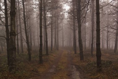 gorbea doğal parkta otzarreta ormanda renkli sonbahar, Bask ülke. İspanya
