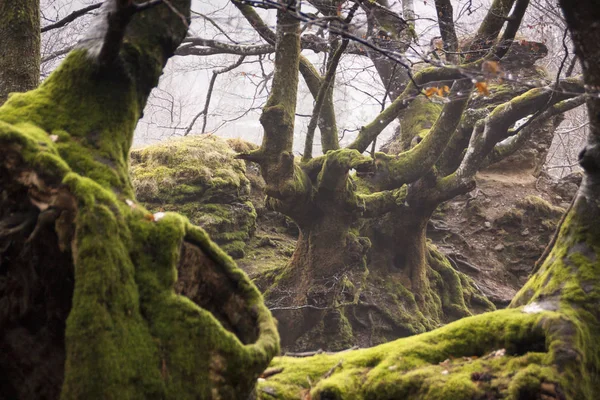 gorbea doğal parkta otzarreta ormanda renkli sonbahar, Bask ülke. İspanya