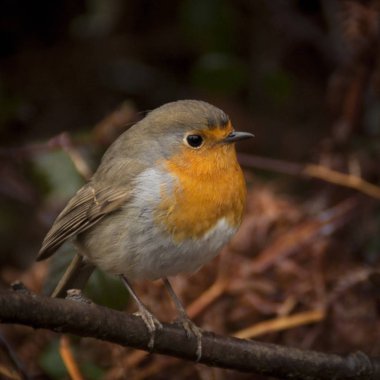Avrupa Robin (Erithacus rubecula) fotoğrafı. Detaylı ve parlak portre. Bir şarkı kuş ile Sonbahar manzara. Orbea Doğal Parkı, Bask Ülke Erithacus rubecula. Spai
