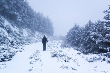 Kış sahnesi. Kar, kış ormanlarındaki ağaçları sihirli ışıkla kapladı. Kış harikalar diyarı, Guadarrama Ulusal Parkı, Madrid, Segovia. İspanya